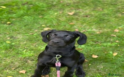 Mixed Breed dogs for sale: Doberman X Weimaraner  - Image 4