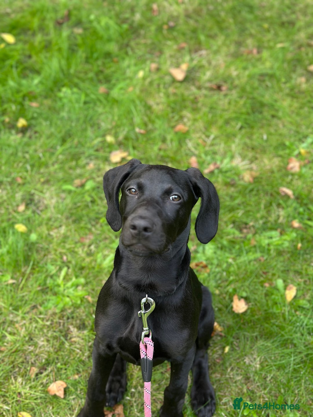 Mixed Breed dogs for sale: Doberman X Weimaraner  - Image 4