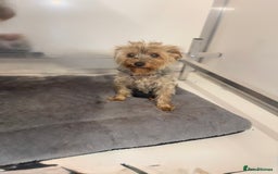 Yorkiepoo dogs for sale: Adorable yorkiepoo puppies ❤️ - Image 12