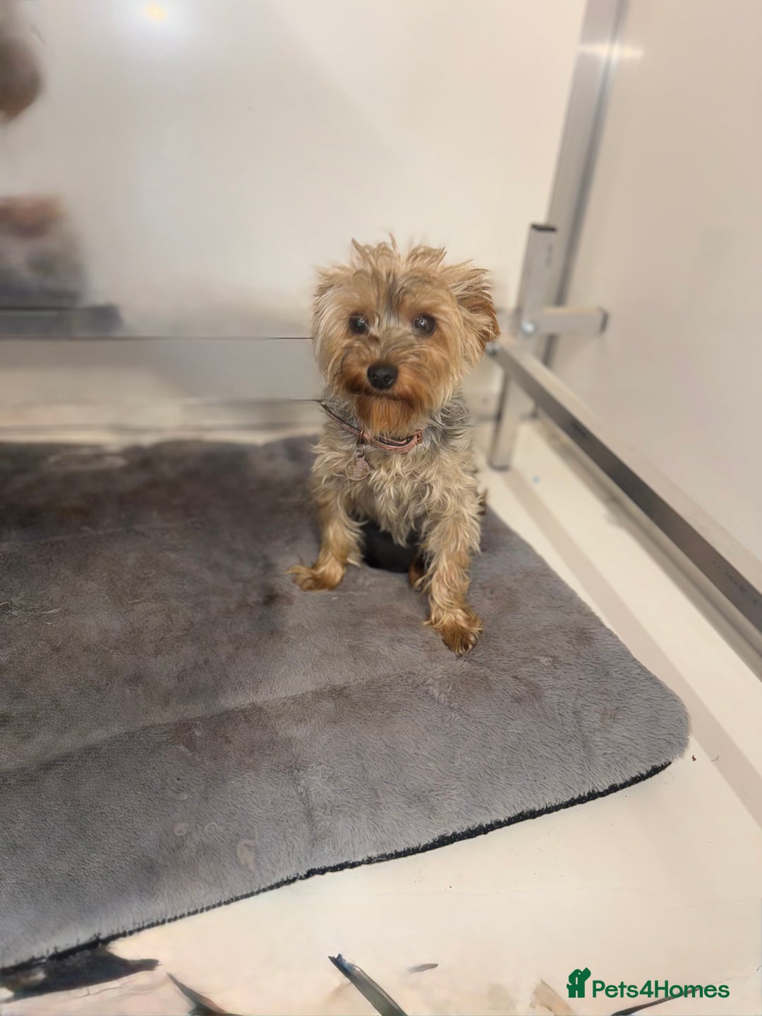 Yorkiepoo dogs for sale: Adorable yorkiepoo puppies ❤️ - Image 12