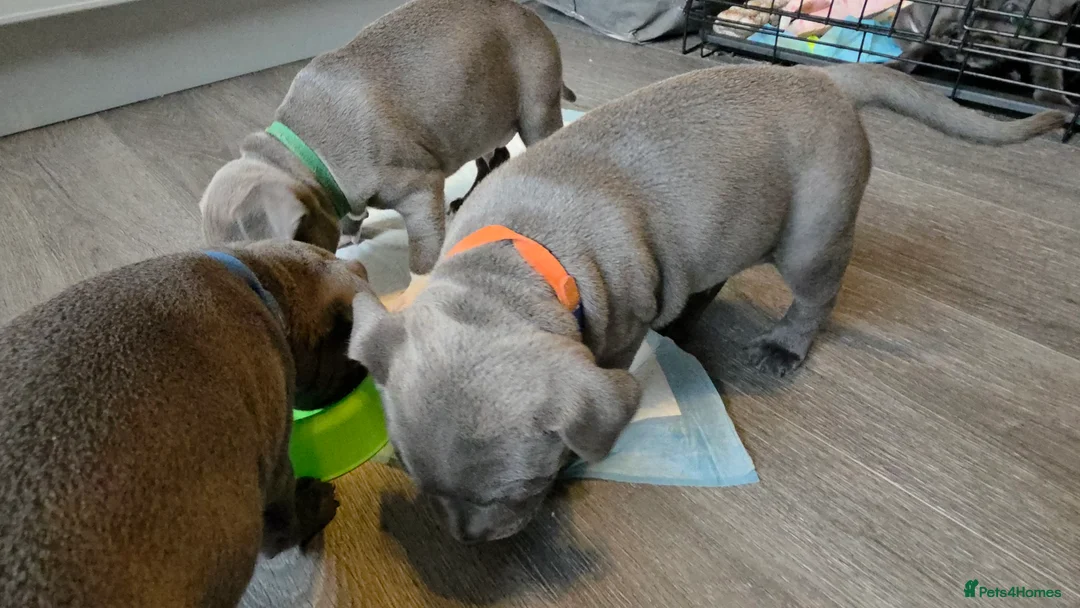 Staffordshire Bull Terrier dogs for sale: Staffordshire bull terrier blues  - Advert 6