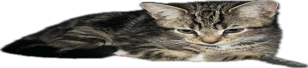 Domestic Shorthair Kitten 3