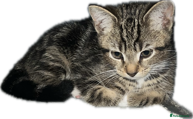 Domestic Shorthair cats - Advert 6