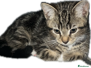 Domestic Shorthair cats - Advert 29