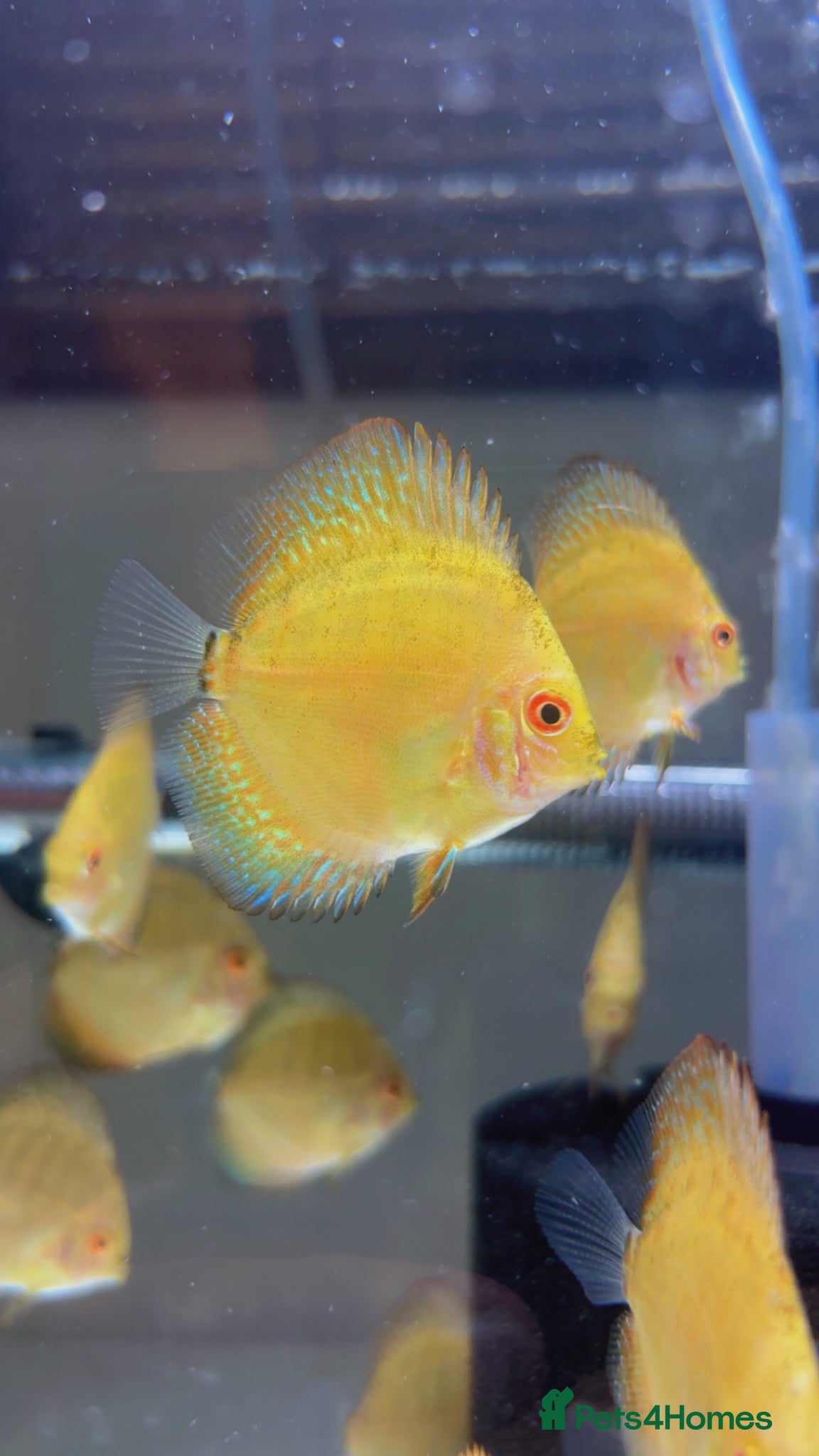 Discus fish Discus fish juveniles for sale - young and healthy - Advert 1