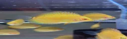 Discus fish for sale: Discus fish juveniles for sale - young and healthy in Birmingham - Advert 1
