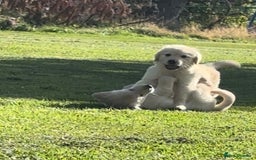 Golden Retriever dogs for sale: Golden retriever puppy's for sale  - Image 10