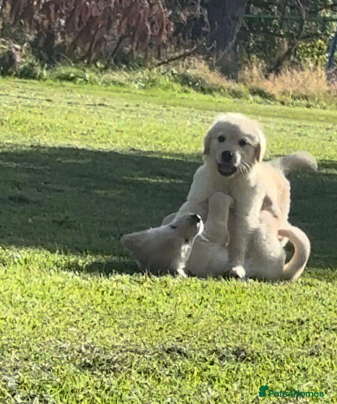 Golden Retriever dogs for sale: Golden retriever puppy's for sale  - Image 10