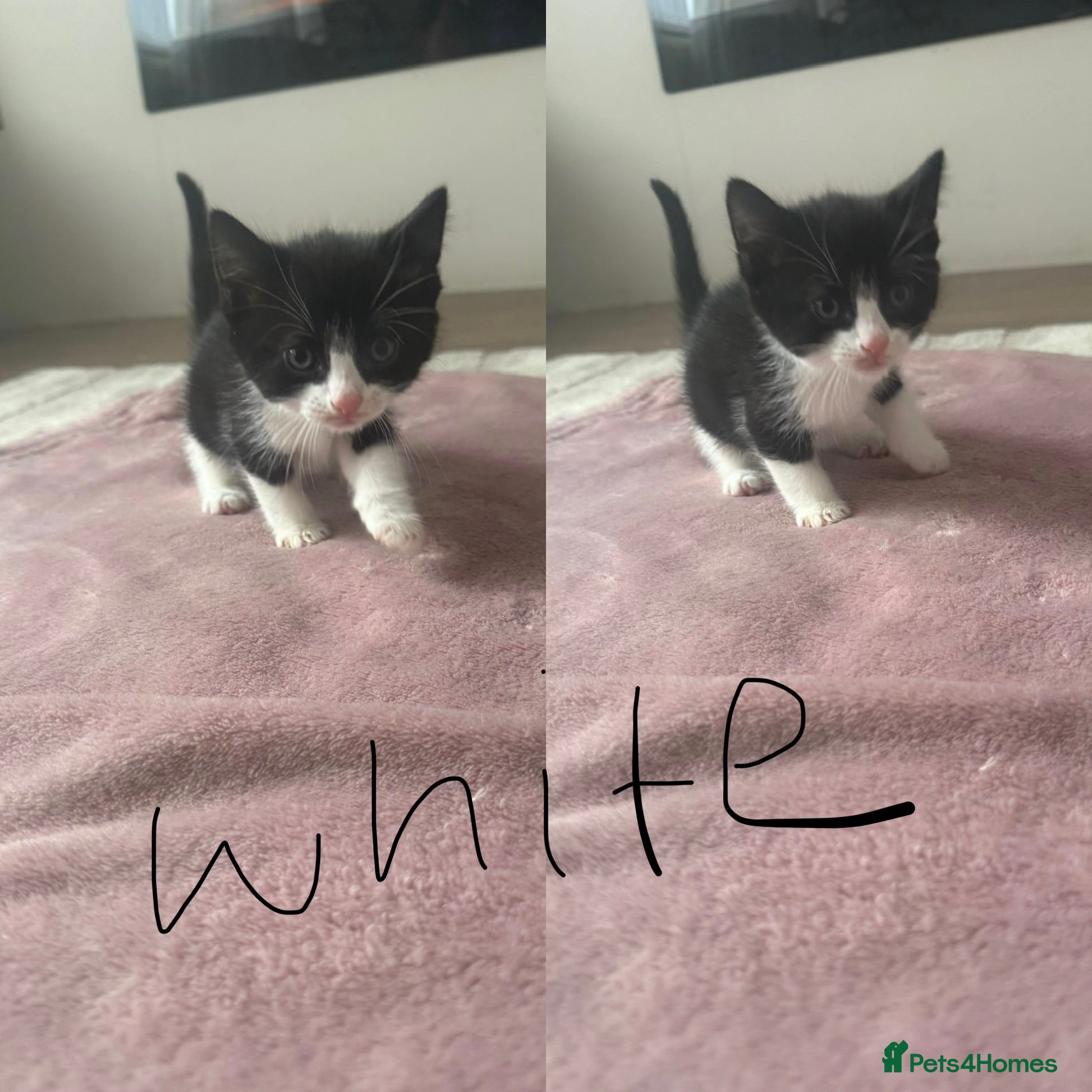 Mixed Breed cats 1 black stunning kitten remaining 🩷 £125 - Advert 2