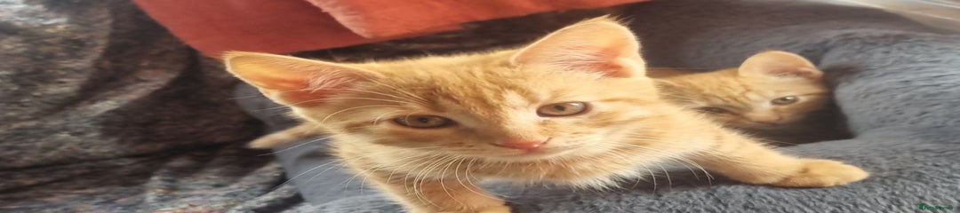 Mixed Breed Kitten 3