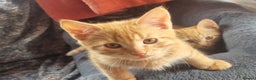 Mixed Breed cats for sale: 3 Ginger and 3 Callico kittens - Advert 8