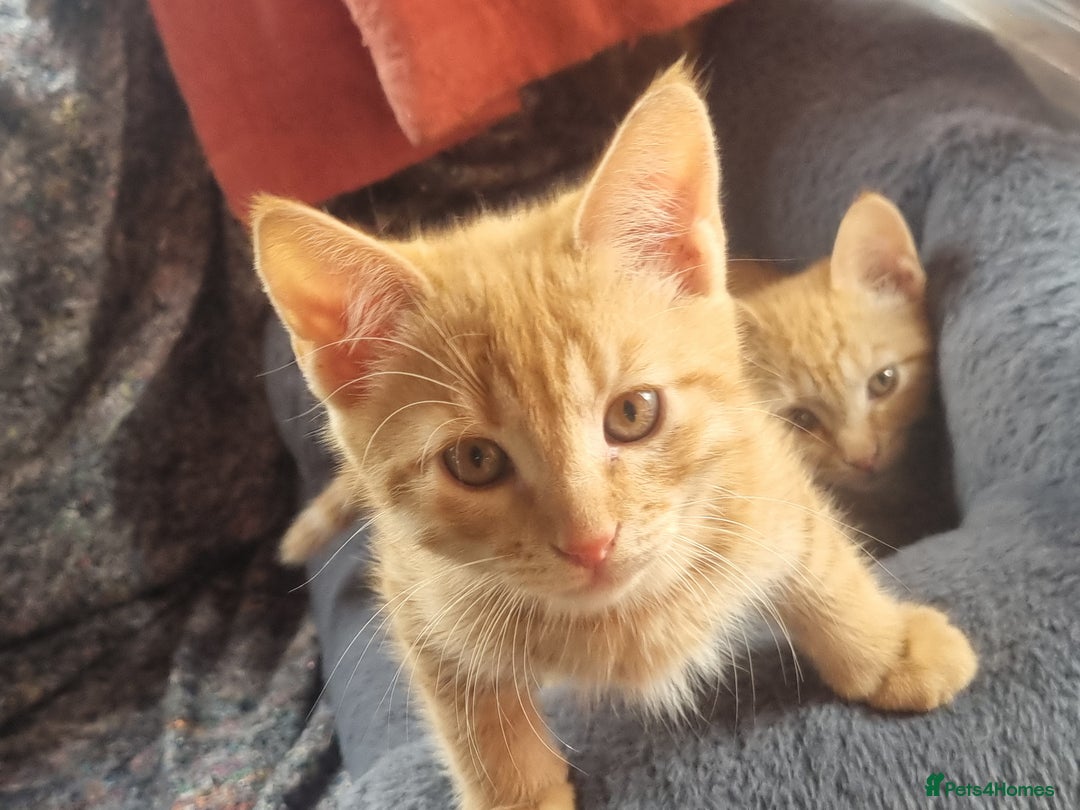 Mixed Breed cats for sale: 3 Ginger and 3 Callico kittens - Image 8