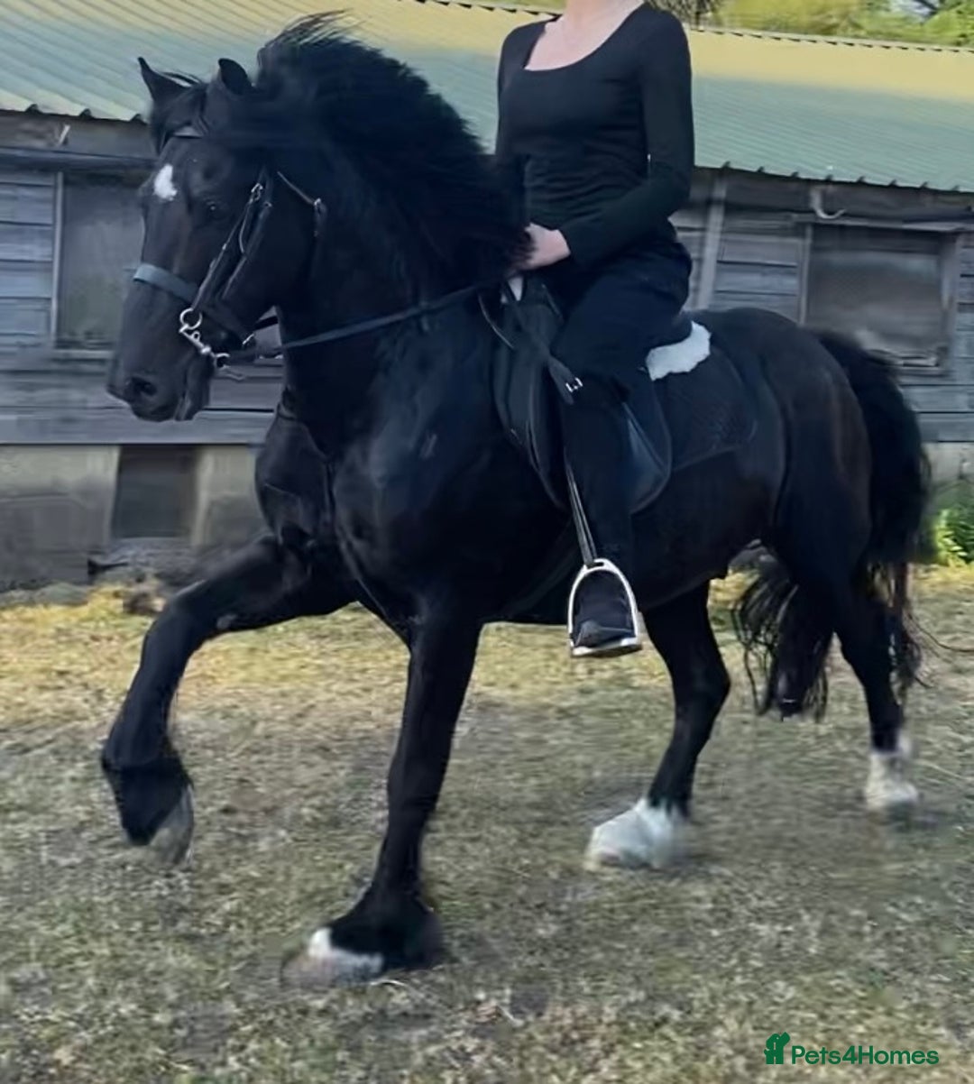 Welsh Section C horses for sale: Welsh C - Advert 6