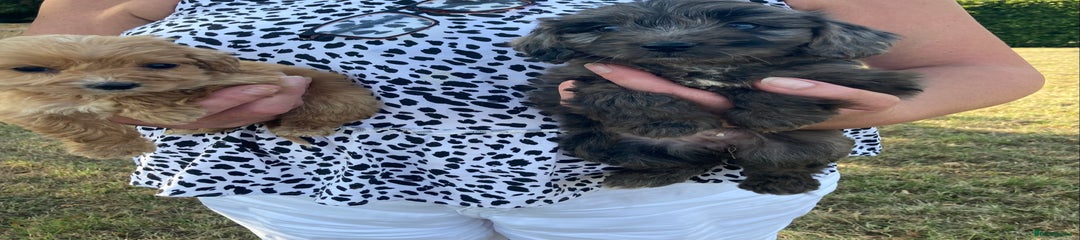 Cockapoo Puppy 4
