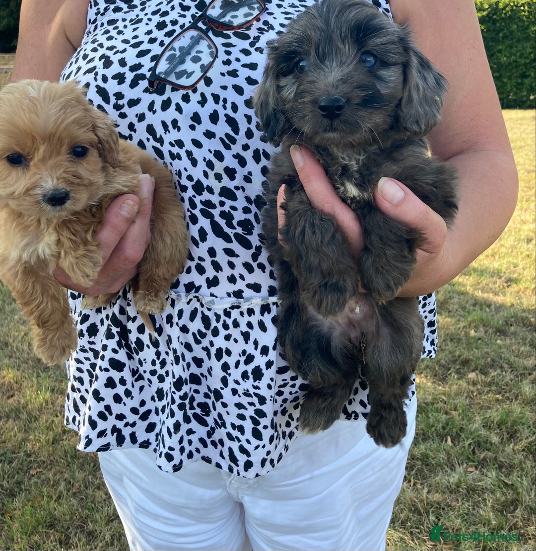 Cockapoo dogs for sale: Cockapoos  - Image 4