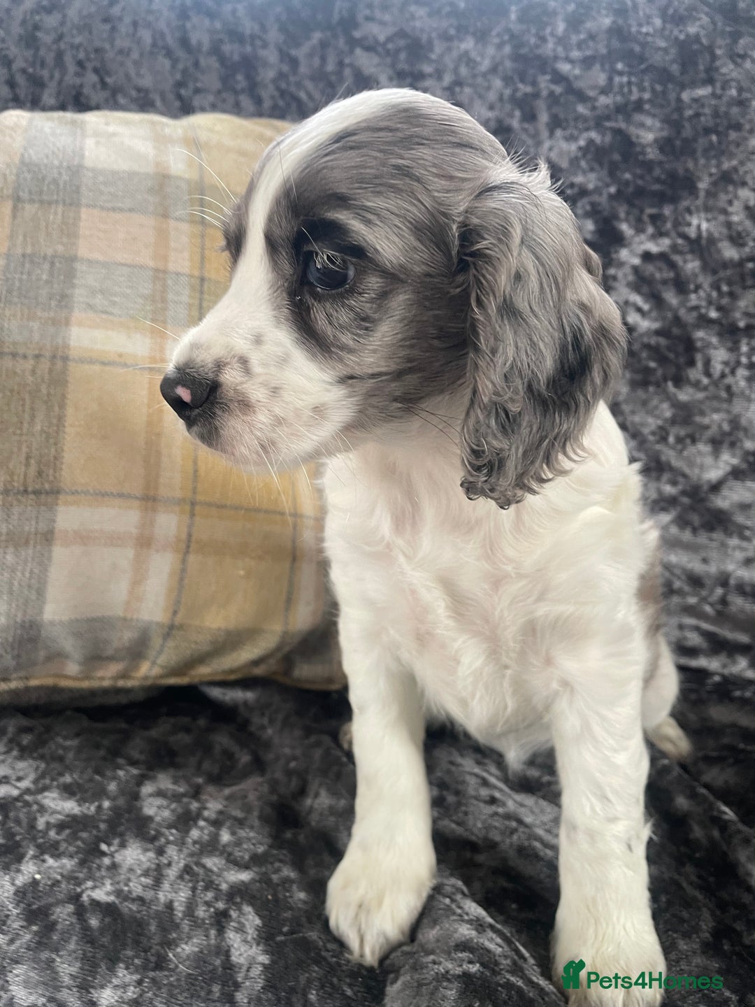 Cocker Spaniel dogs for sale: 1 Merle girl colored cocker spaniel   - Advert 6