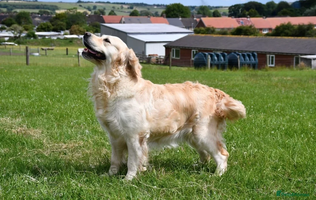 Golden Retriever dogs for sale: Golden Retriever puppies  - Advert 1