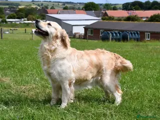 Golden Retriever dogs Golden Retriever puppies - Advert 1