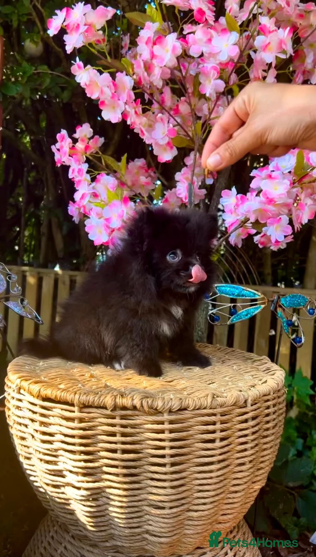 Pomeranian dogs for sale: Extra small Last Girl Pom  - Advert 2