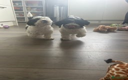 Havanese dogs for sale: Show quality litter of kc reg havanese puppies in Lincoln - Image 10