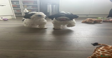 Havanese dogs in Lincoln - Advert 6