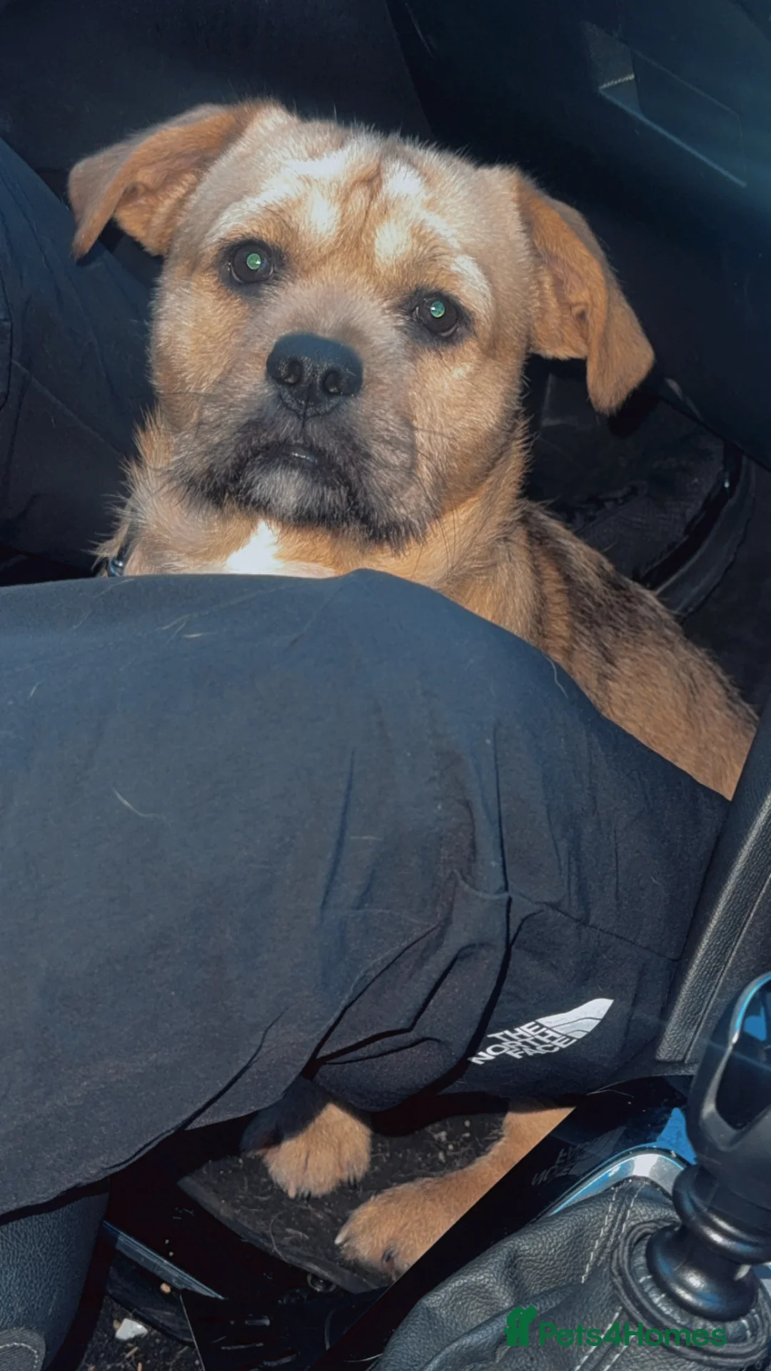 Mixed Breed dogs for sale: Rehoming our lovely pocket bully cross - Advert 2