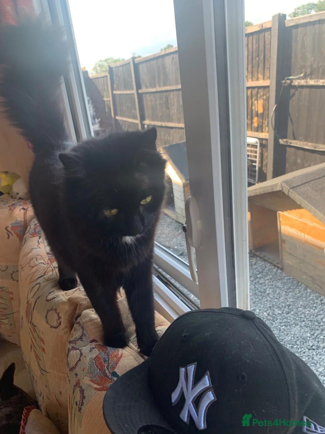 Mixed Breed cats for sale: black mixed breed cats for sale  in Billingshurst - Advert 4