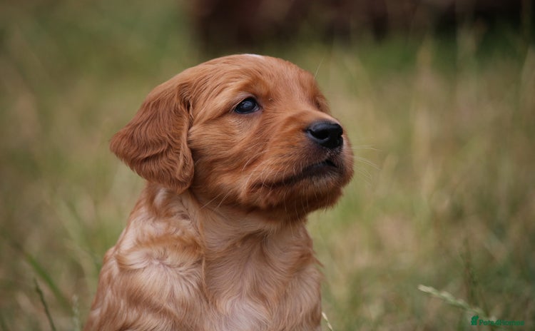 Golden Retriever dogs - Advert 1