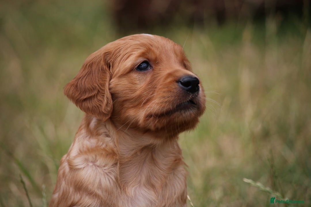 Golden Retriever dogs for sale: Dark Red Kc Registered Golden Retriever Puppies - Image 11