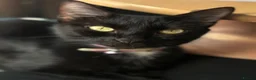 Mixed Breed cats for sale: Kittens looking for new homes - Advert 2