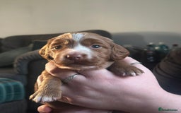 Cocker Spaniel dogs for sale: Cocker spaniel puppies  - Advert 10