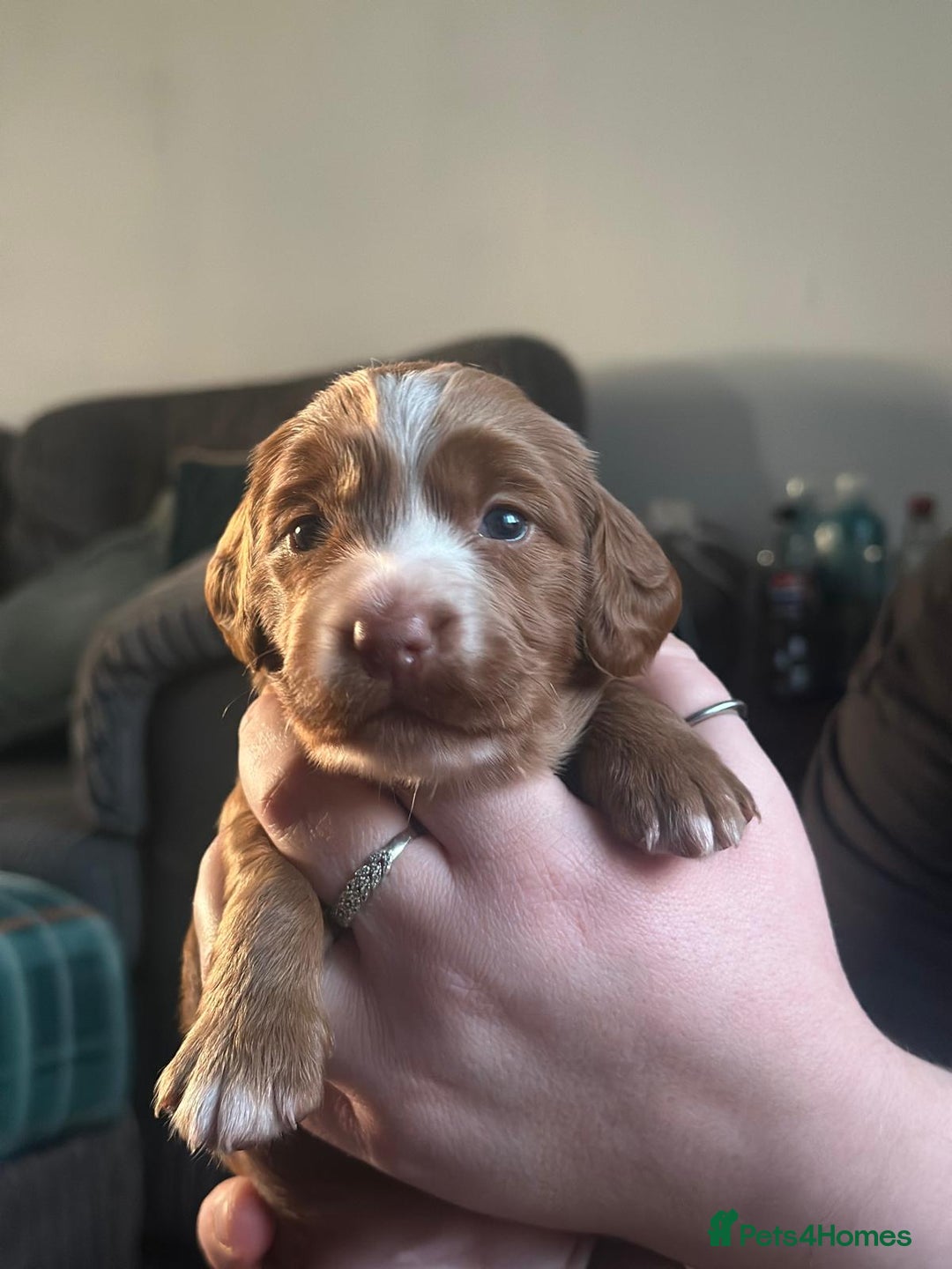 Cocker Spaniel dogs for sale: Cocker spaniel puppies  - Advert 10
