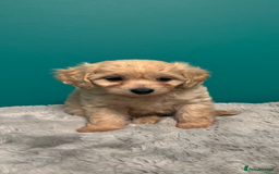 Cavapoo dogs for sale: F1b cavapoo - Image 5
