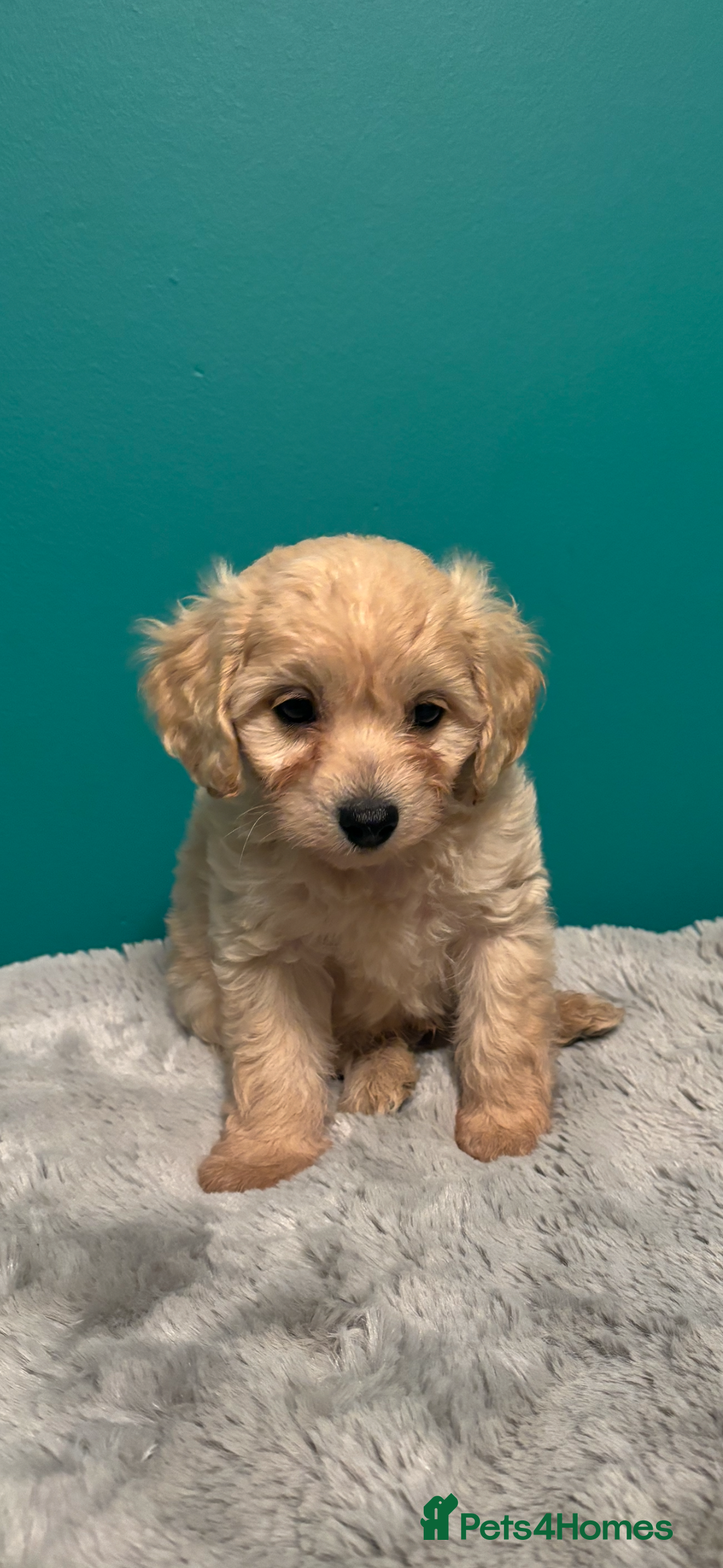 Cavapoo dogs for sale: F1b cavapoo - Image 5