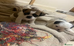 Mixed Breed dogs for sale: Female Border Terrier X ShitZu  - Image 1