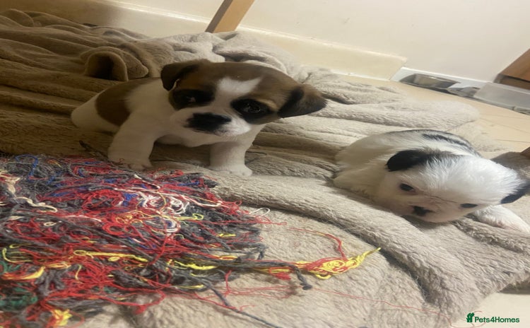 Mixed Breed dogs - Advert 2