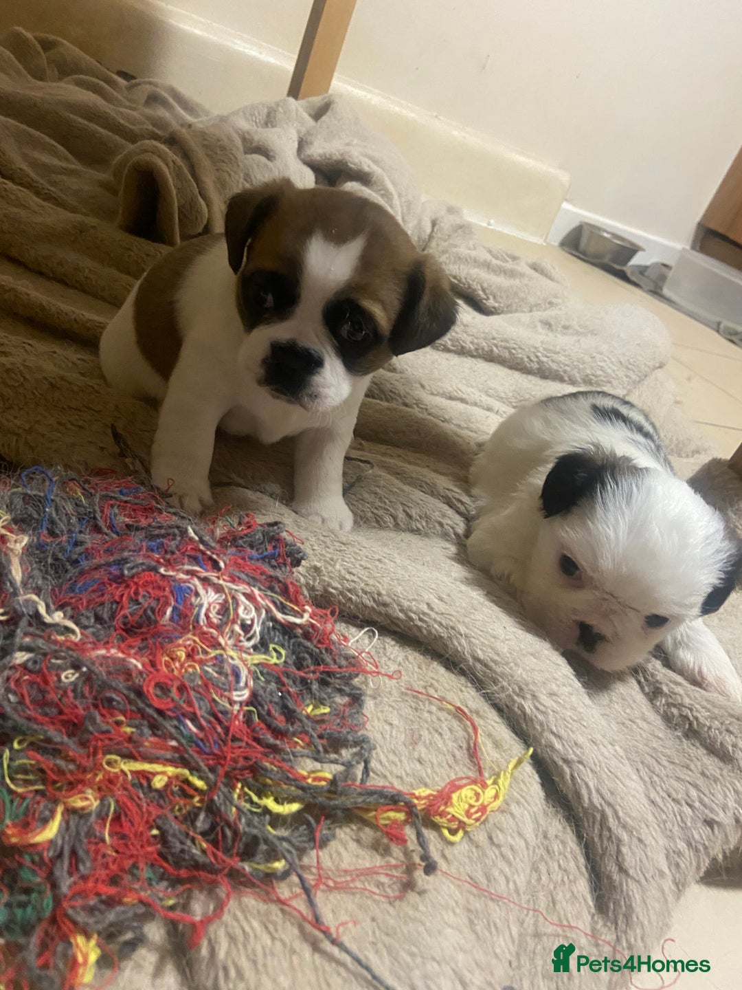 Mixed Breed dogs for sale: Female Border Terrier X ShitZu  - Image 1