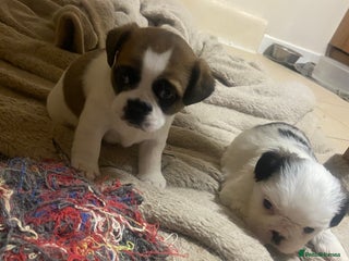 Mixed Breed dogs - Advert 2