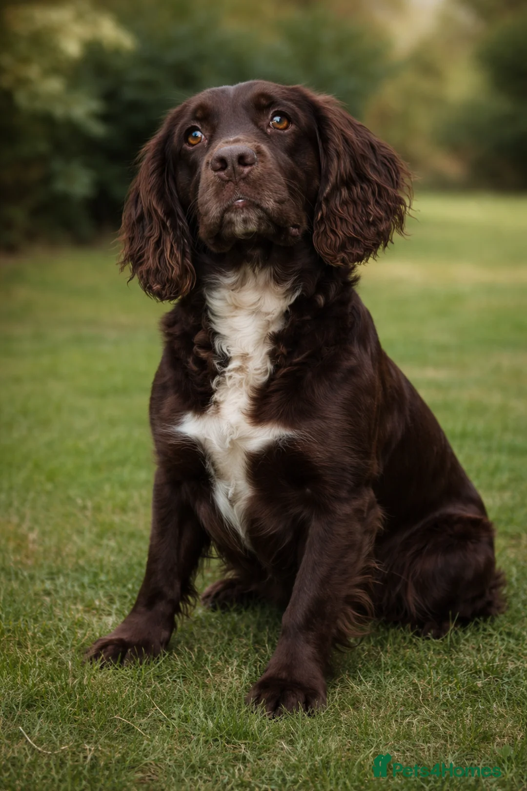 English Springer Spaniel dogs for sale: 6 springer spaniels - Advert 1