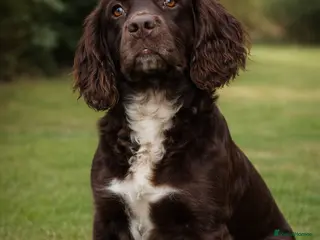 English Springer Spaniel dogs 6 springer spaniels in Blackpool - Advert 1