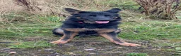 German Shepherd dogs for sale: German Shepherd BOY - Advert 2