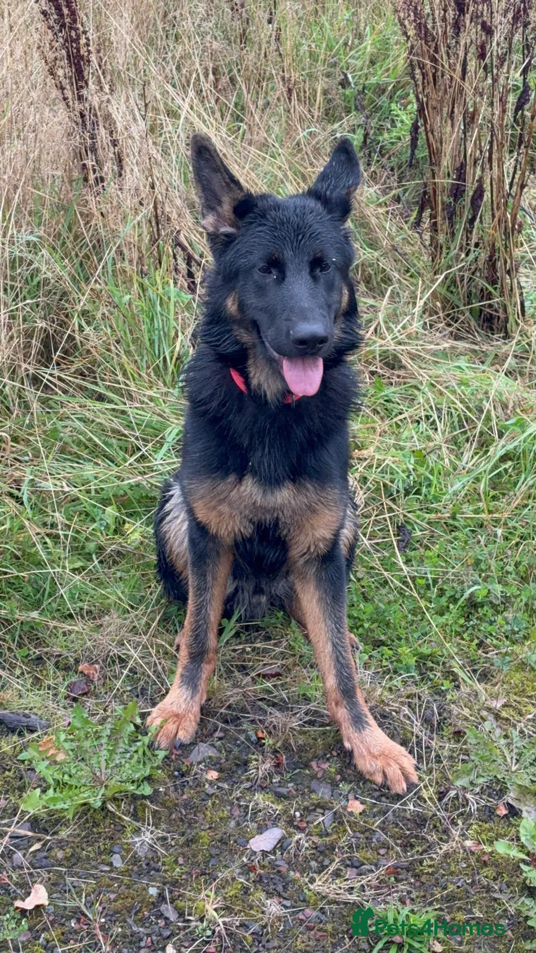 German Shepherd dogs for sale: German Shepherd BOY - Advert 2