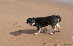 Bordoodle dogs for sale: Collie X  - Image 8