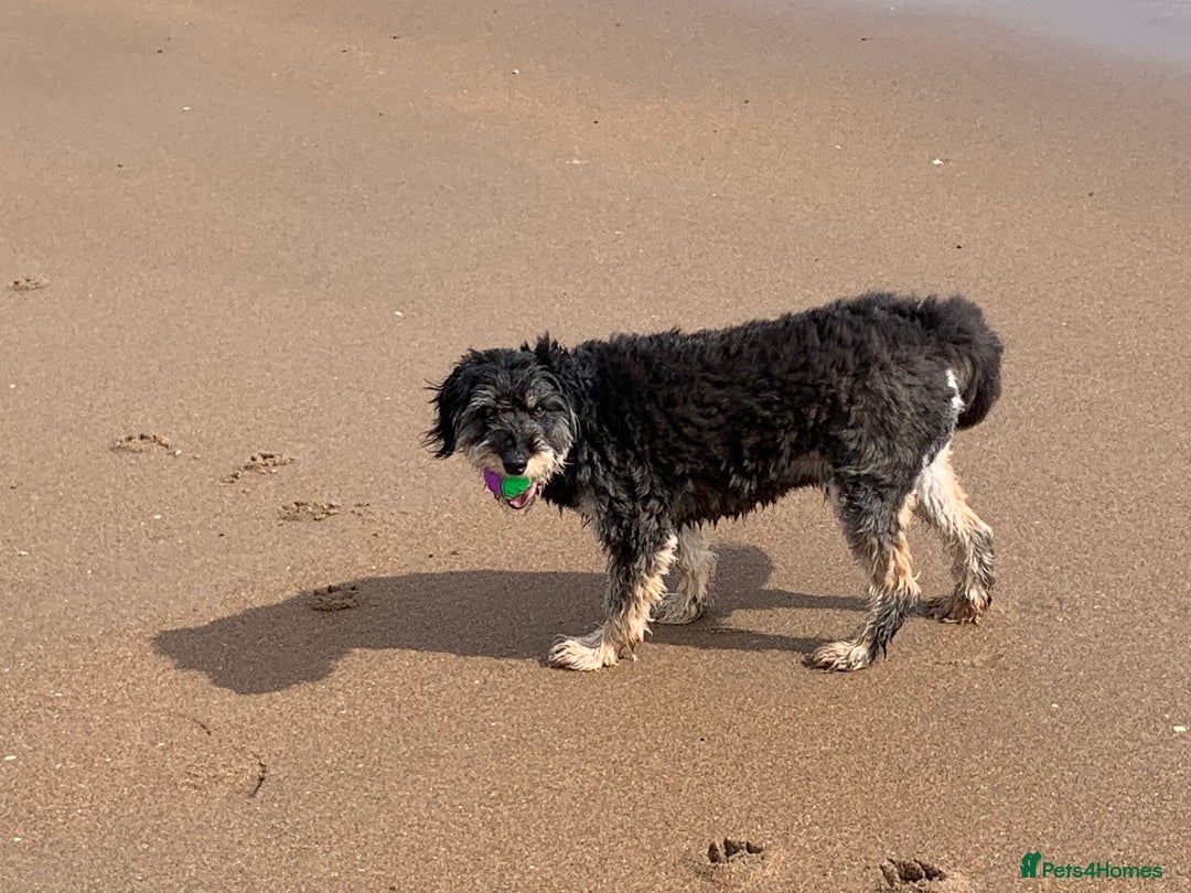 Bordoodle dogs for sale: Collie X  - Image 8