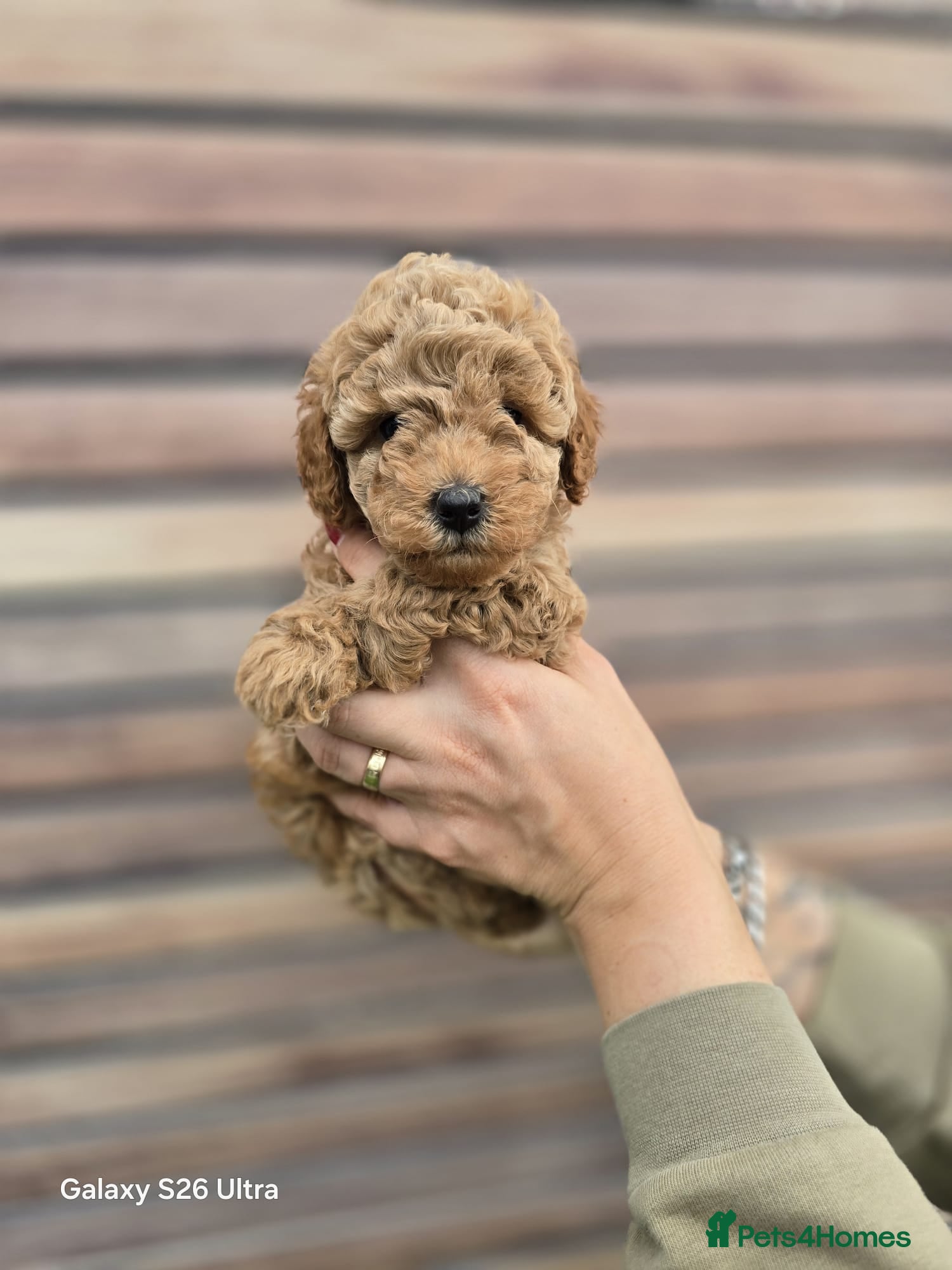 Toy Poodle dogs 2x toy poodle (full vaccination) - Advert 3