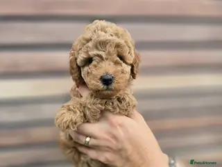 Toy Poodle dogs 2x toy poodle (full vaccination) - Advert 3