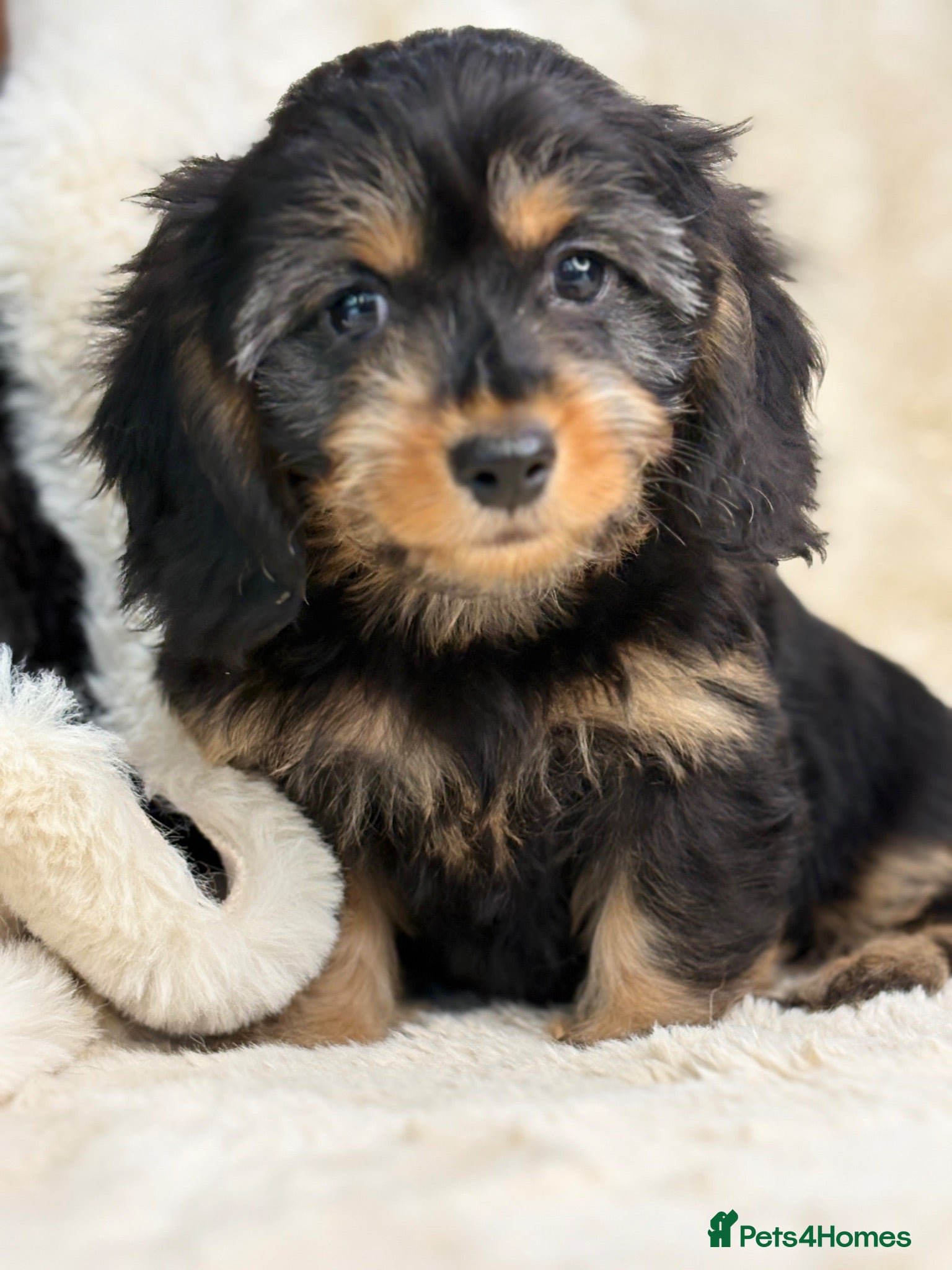 Mixed Breed dogs Gorgeous fluffy Daxi cross puppies  - Advert 1