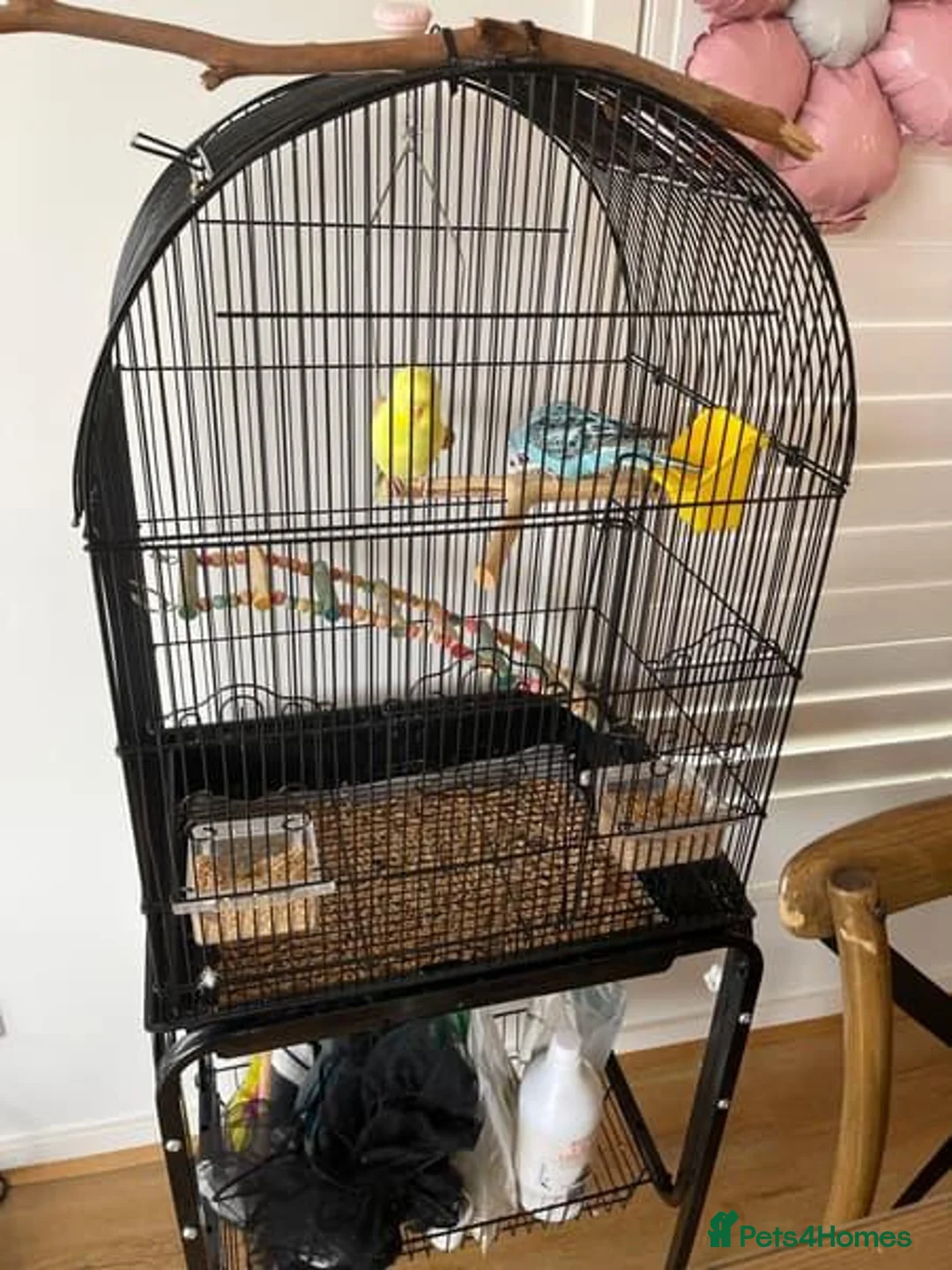 Parrots birds for sale: 2 handfed budgies & cage - Advert 2