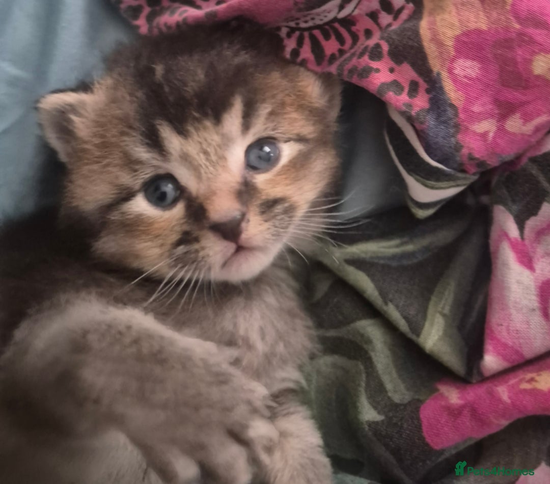 Scottish Fold cats for sale: Beautiful Scottish Fold/Straight X Kittens - Image 5