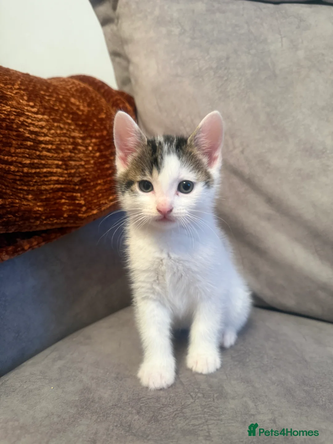 Domestic Shorthair cats for sale: Short Haired Kittens 2 Males & 1 Female Vaccinated - Advert 7